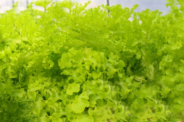 fond de légumes verts de culture hydroponique.