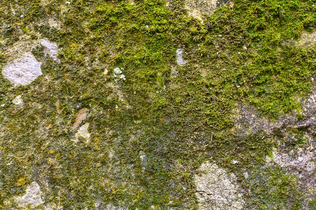 Fond de lichen mousse sur le mur de ciment grungy