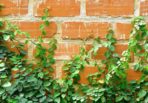 Fond de lierre sur le mur de briques