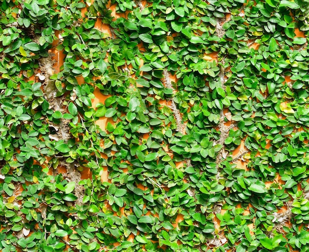 Fond de lierre sur le mur de briques