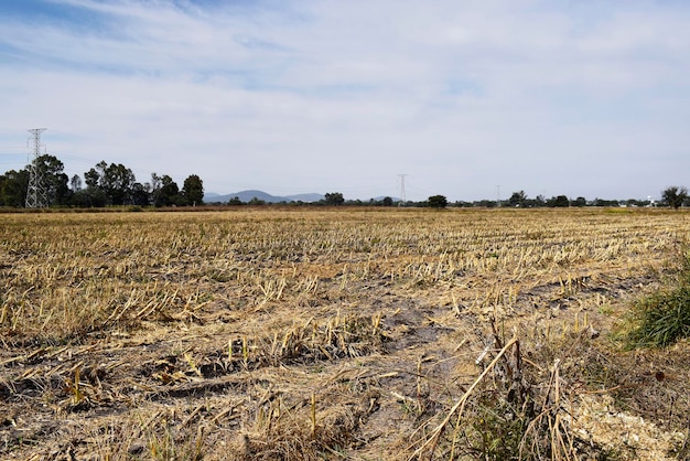 Fond d'un lieu de récolte d'une ferme avec arbres et ciel bleu