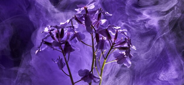 Fond lilas violet abstrait avec des fleurs et des peintures dans l'eau Toile de fond pour les produits cosmétiques de parfum