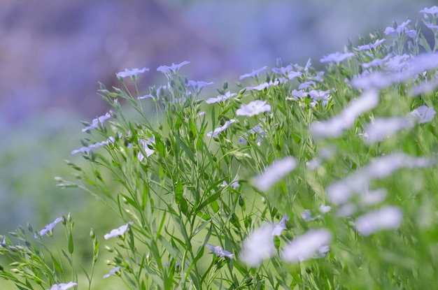 Fond de lin bleu sauvage Floraison de champ de lin