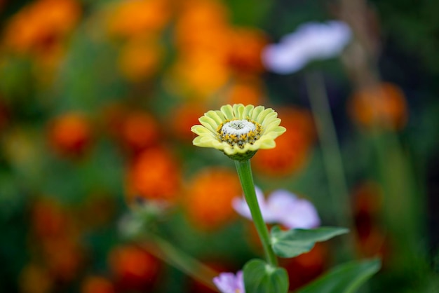 Fond de lit de fleurs d'été de fleurs sauvages