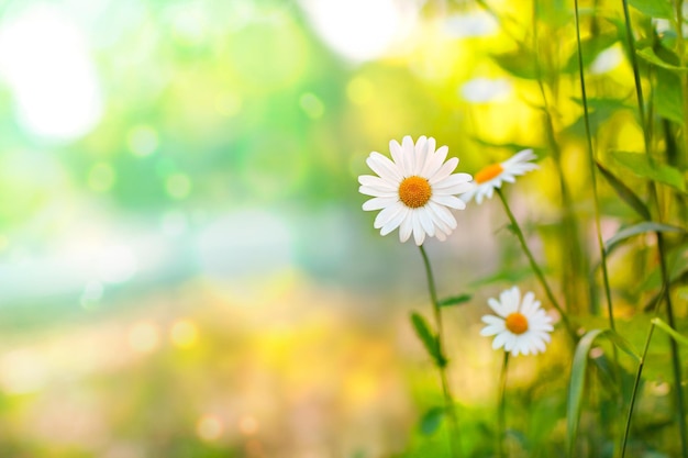 fond lumineux d'été avec marguerites et bokeh