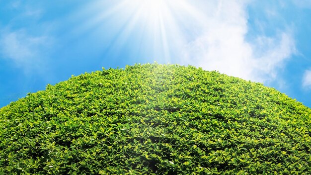 Fond lumineux frais d'été naturel Feuillage vert luxuriant contre le ciel bleu avec des nuages et des rayons de soleil Espace libre pour le texte