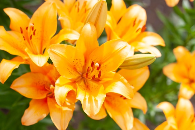 Fond de lys orange dans le jardin