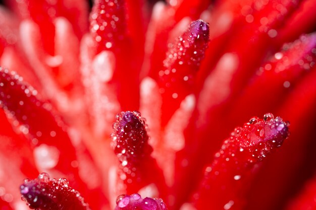 Fond de macro, l&#39;eau tombe sur les fleurs roses