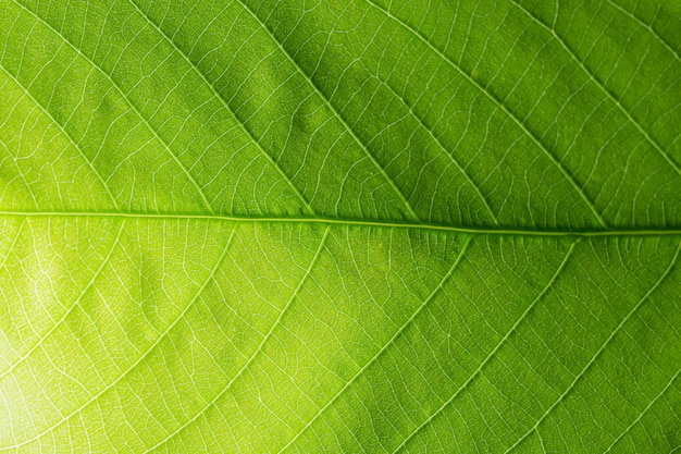 Fond de macro feuille