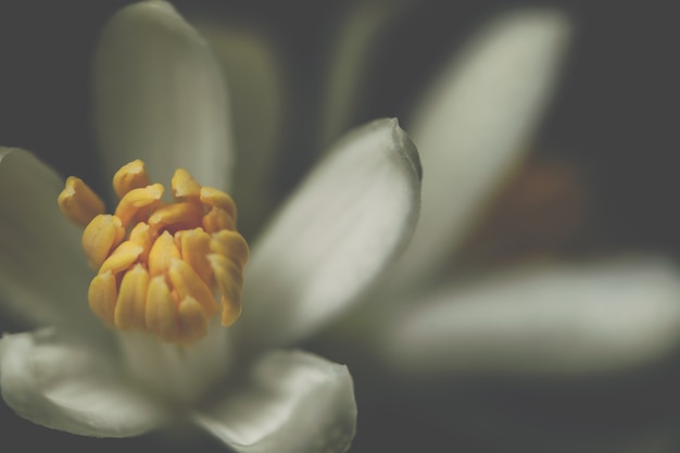 Fond de macro fleur blanche