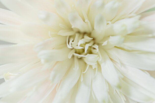 Fond macro fleur blanche