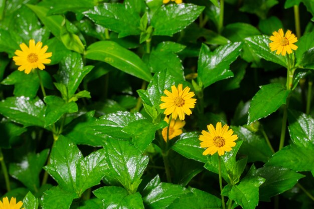 Fond de macro fleur jaune