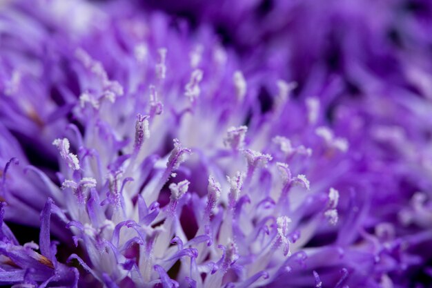 Fond macro fleur pourpre