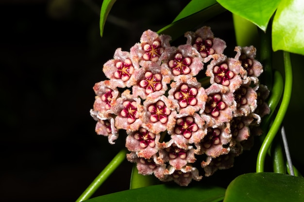 Fond Macro fleur rose Hoya