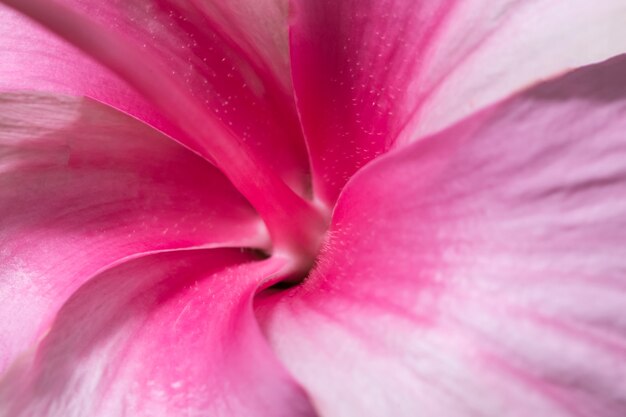 Fond macro fleur rose