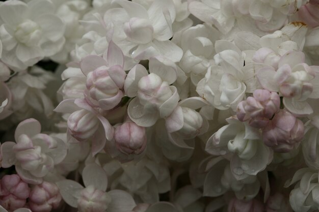 Fond de macro fleurs lilas blanc