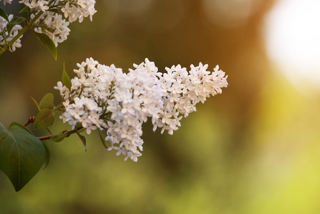 Fond macro fleurs lilas blanches