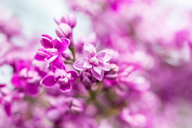 Fond macro de fleurs lilas violet