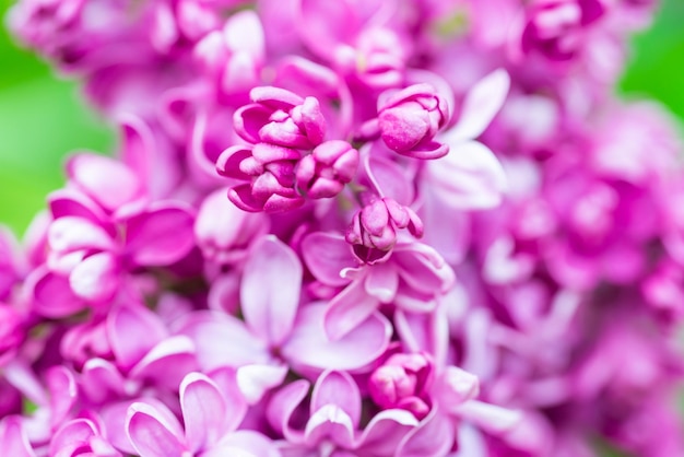 Fond macro de fleurs lilas violet