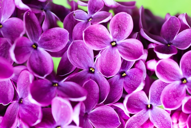 Fond macro de fleurs lilas violet