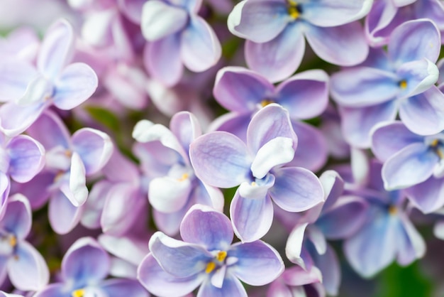 Fond macro de fleurs lilas violet