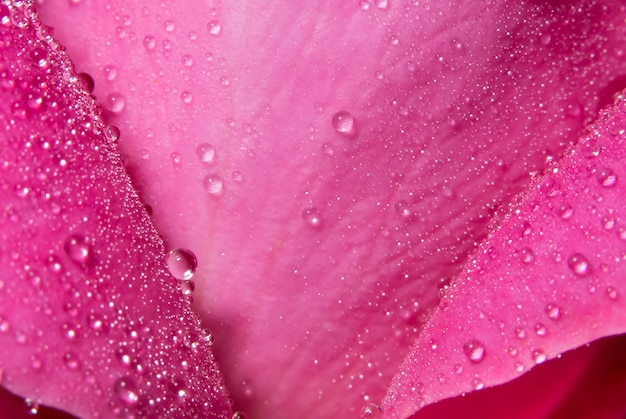 Fond de macro de gouttes d&#39;eau sur les pétales de rose