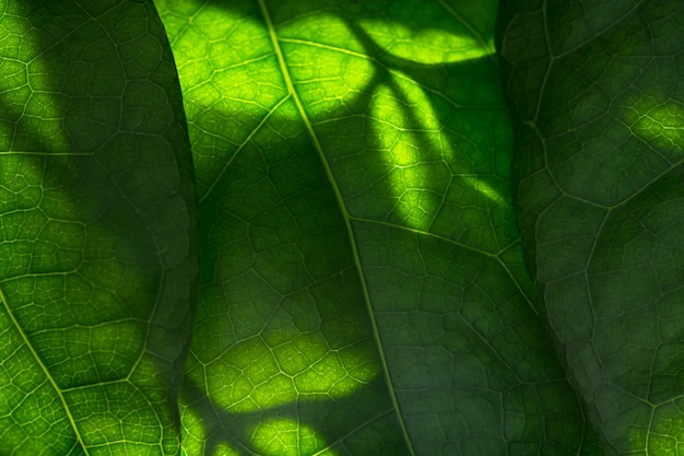 fond de macro plante feuillage de croissance jungle