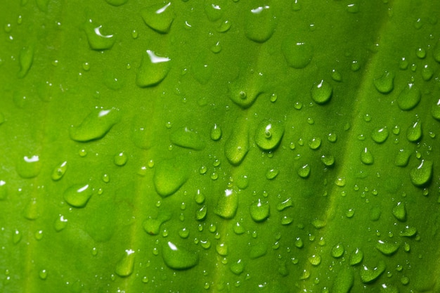 Fond de macro tombe sur la feuille