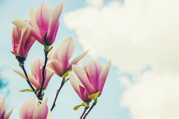 Fond de magnolias en fleurs. Fleurs. Mise au point sélective.