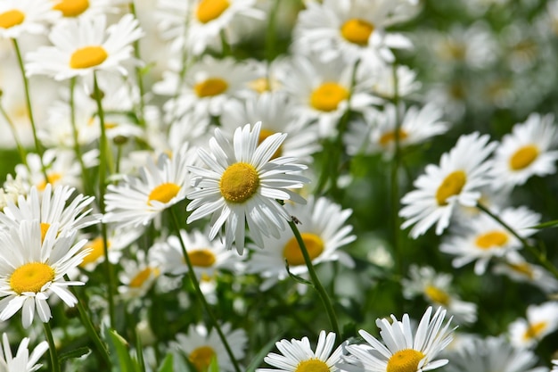 Fond de marguerites en fleurs