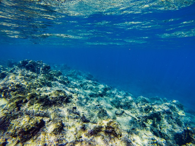 Photo fond marin avec récifs coralliens et algues sous les eaux bleu-vert