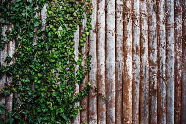 Photo fond marron en bois avec lierre vert