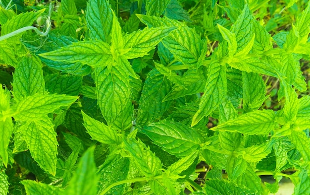 Fond de menthe verte juteuse naturelle Concept d'été naturel