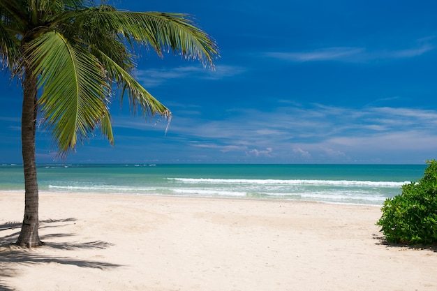 Fond de mer et de plage avec espace de copie