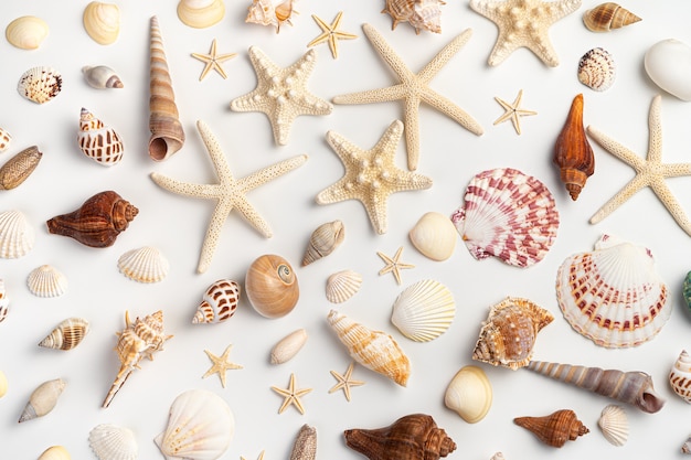 Fond de mer avec une variété de coquillages, de palourdes et d'étoiles de mer sur un fond clair