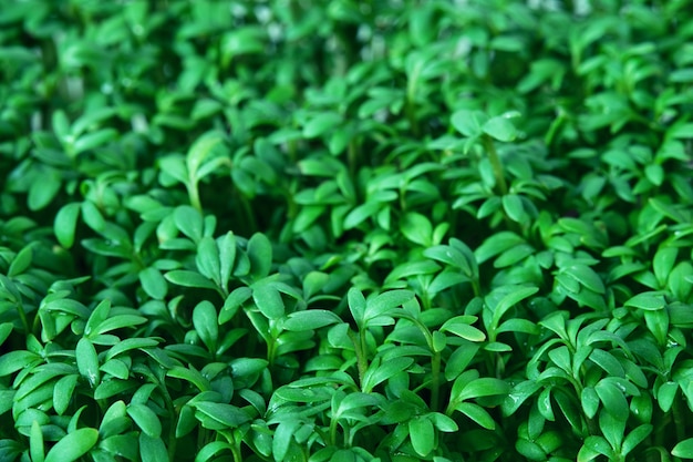 Fond microgreen cresson