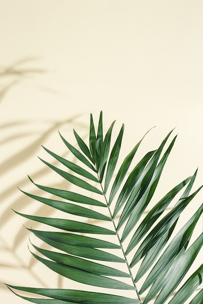 Fond minimal d'été avec des feuilles de palmier vert naturel avec des ombres de soleil o