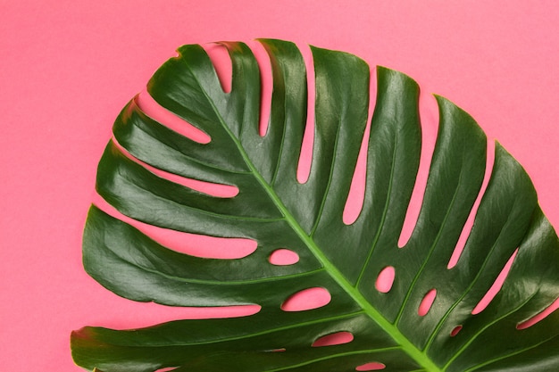 Fond de mode avec feuille de Monstera