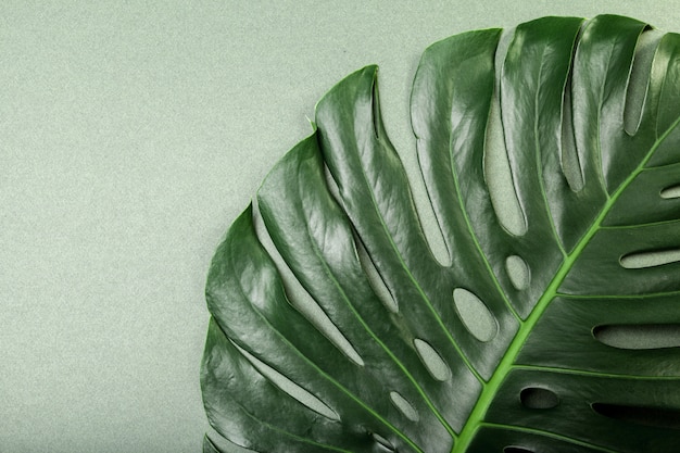 Fond de mode avec feuille de Monstera