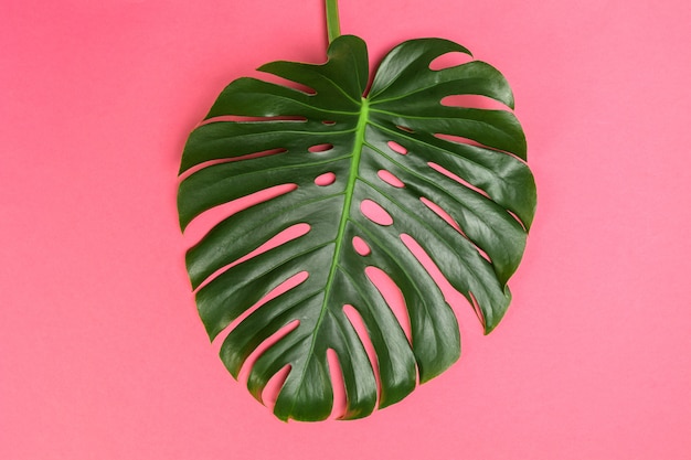 Photo fond de mode avec feuille de monstera