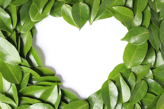 Fond de modèle de feuilles fraîches vertes avec la couleur blanche de trou de forme d'amour