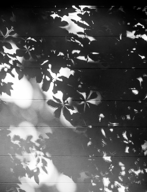 Fond monochrome avec motif floral naturel. Mur, dans, ombre arbre