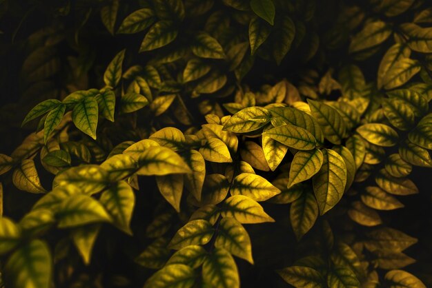 Fond de motif de feuilles Fond naturel et papier peint avec des couleurs toniques