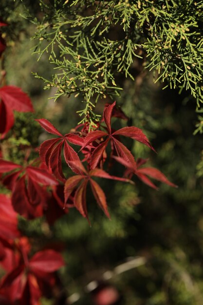 fond avec un motif de feuilles de Parthenocissus et un espace de copie