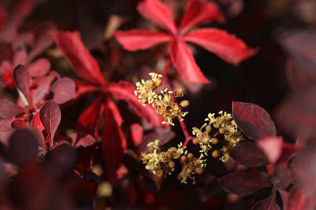 fond avec un motif de feuilles de Parthenocissus et un espace de copie