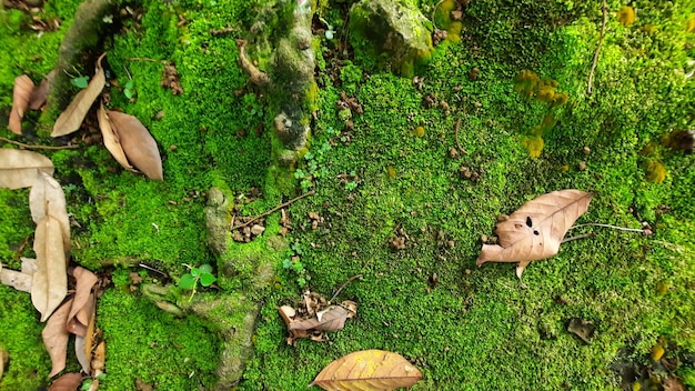 Fond de mousse verte dans la forêt tropicale 04