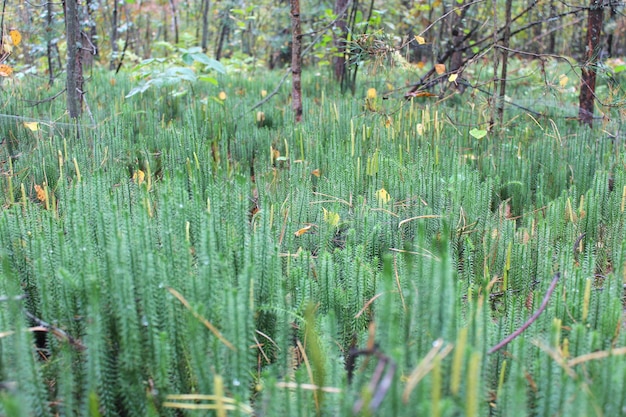 Fond de mousse verte humide dans la forêt