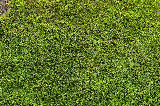 Fond de mousse verte rainurée dans la nature