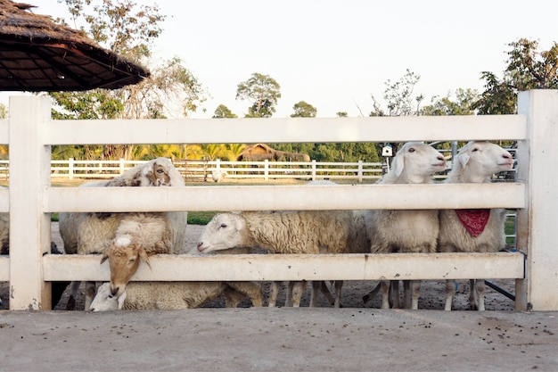 fond de moutons dans la ferme.