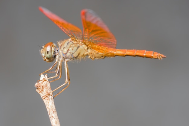 fond mouvement détail faune ailes été